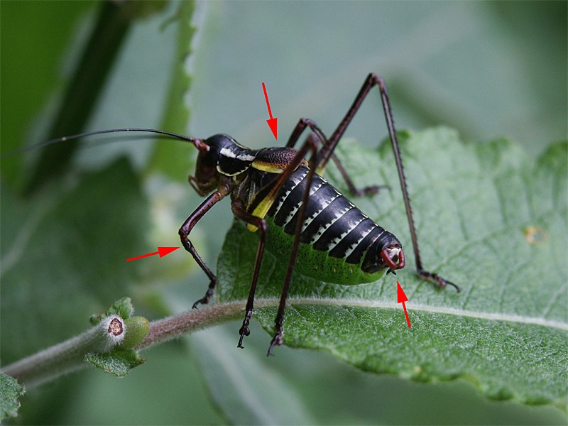 Barbitistes constrictus